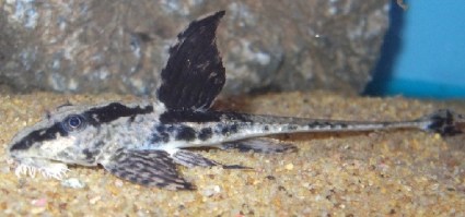 Loricaria rio atabapo1